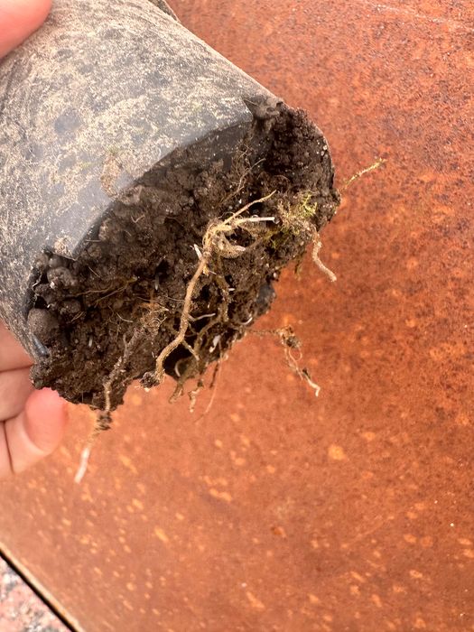 Сіянці морозника, в горщику