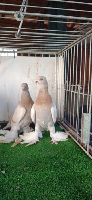 Gołębie ozdobne , blauwindry z 24 r para .wymienię  lub sprzedam..