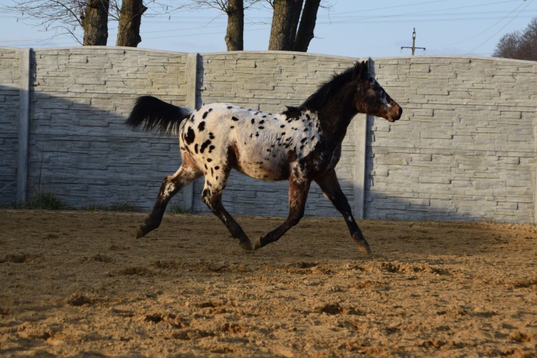 Tarantowaty kuc sportowy
