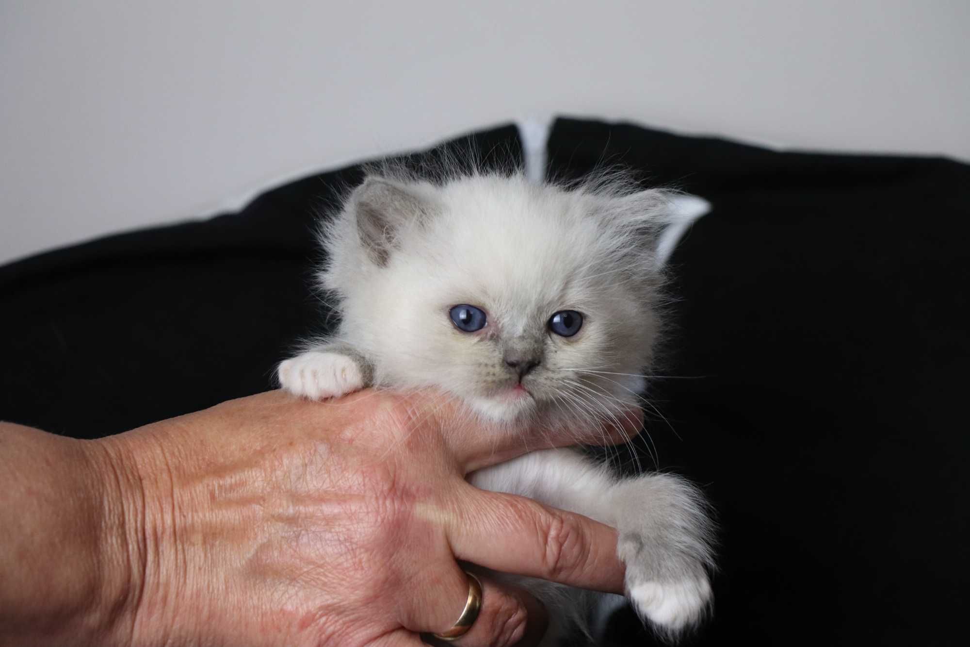 kociakk rasy ragdoll
