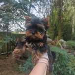 Yorkshire terrier mini  3 mies rodowód chip
