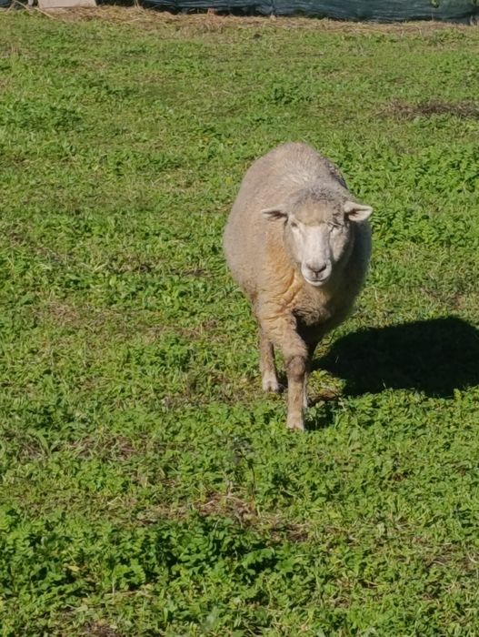Vendo borrega  prenha.