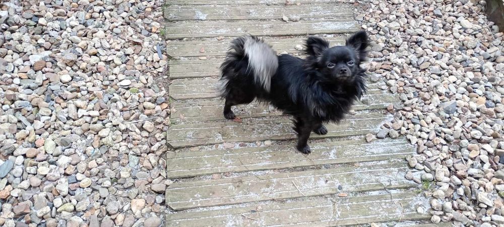 Chipoo, chihuahua długowłosa & Pudel toy,  sunia