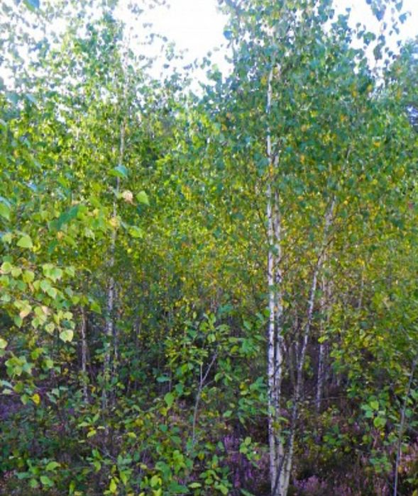 Саженцы берёзы,дуба,сосны.