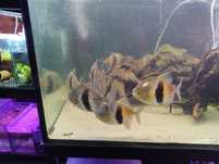 Pirania pasiasta 20cm plus myleus schomburgkii