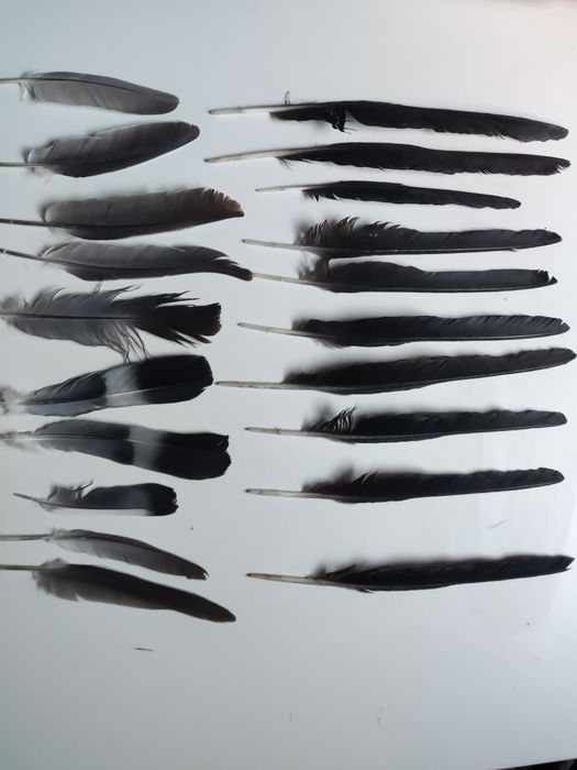 Pióra naturalne eco 20 sztuk