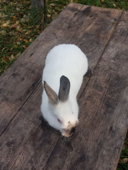 Кролики Каліфорнія