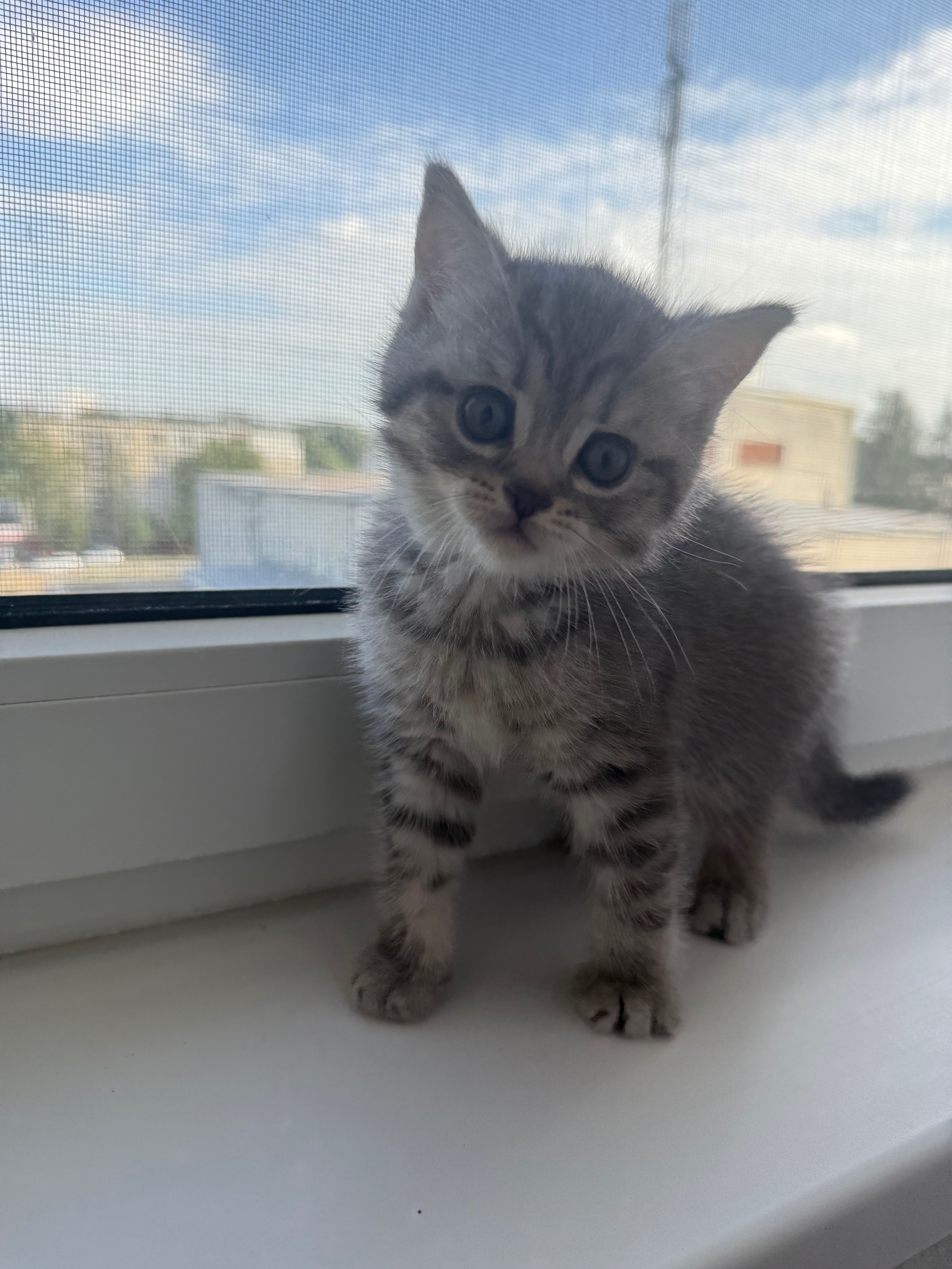 Продаємо шотландських кошенят
