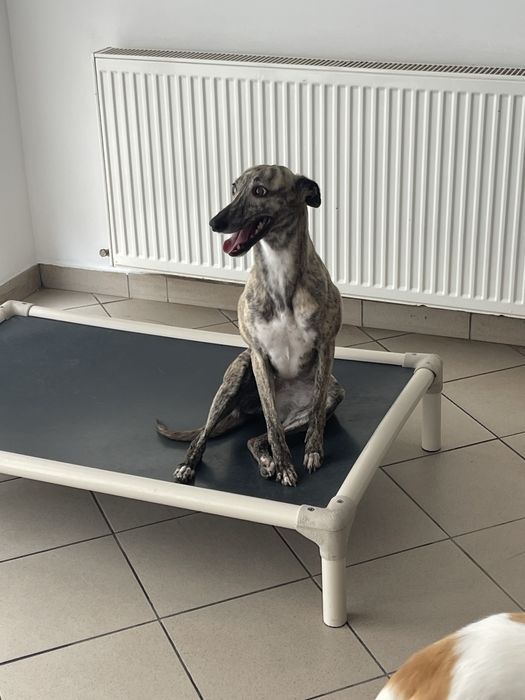 Whippet chart angielski ZKwP ekstra black color Revirado FCI