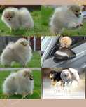 5 miesięczny Szpic Miniaturowy Pomeranian ZKwP FCI Cream Sable