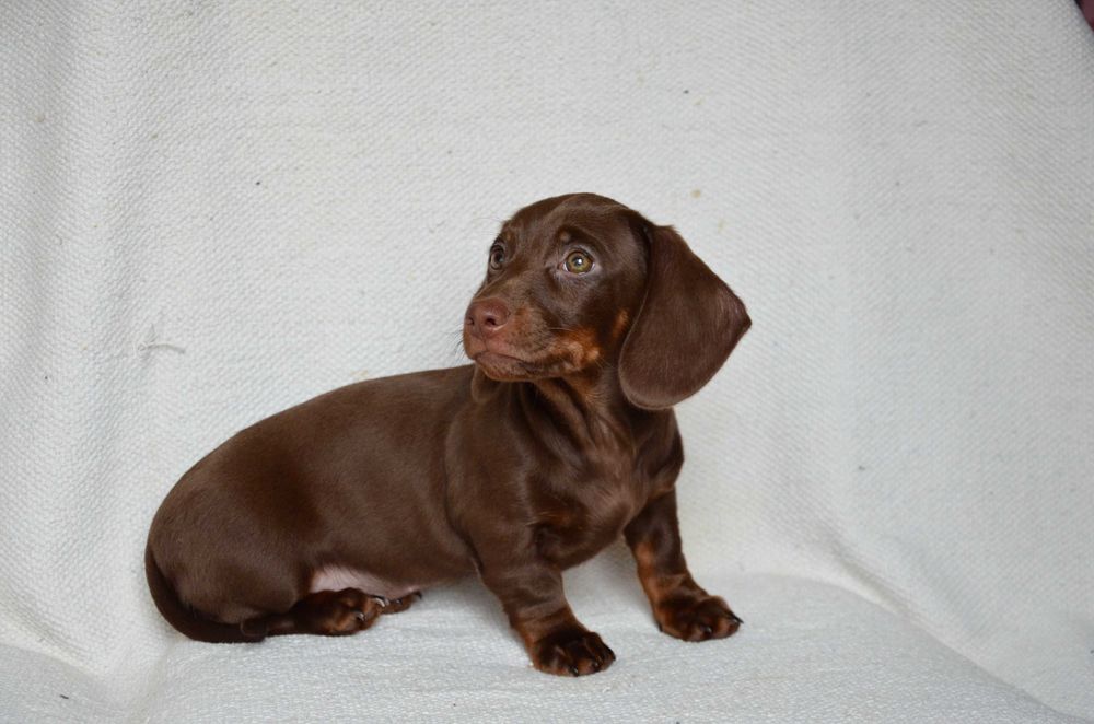 Jamnik czekoladowy - suczka