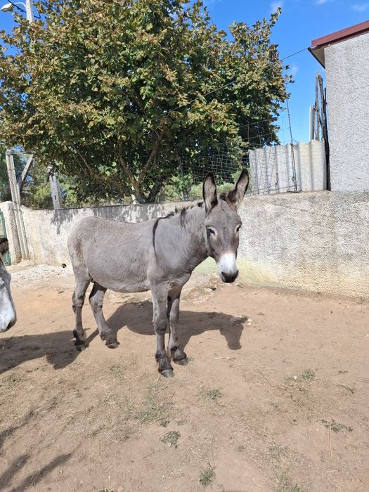 Burros para venda, animais muito bonitos