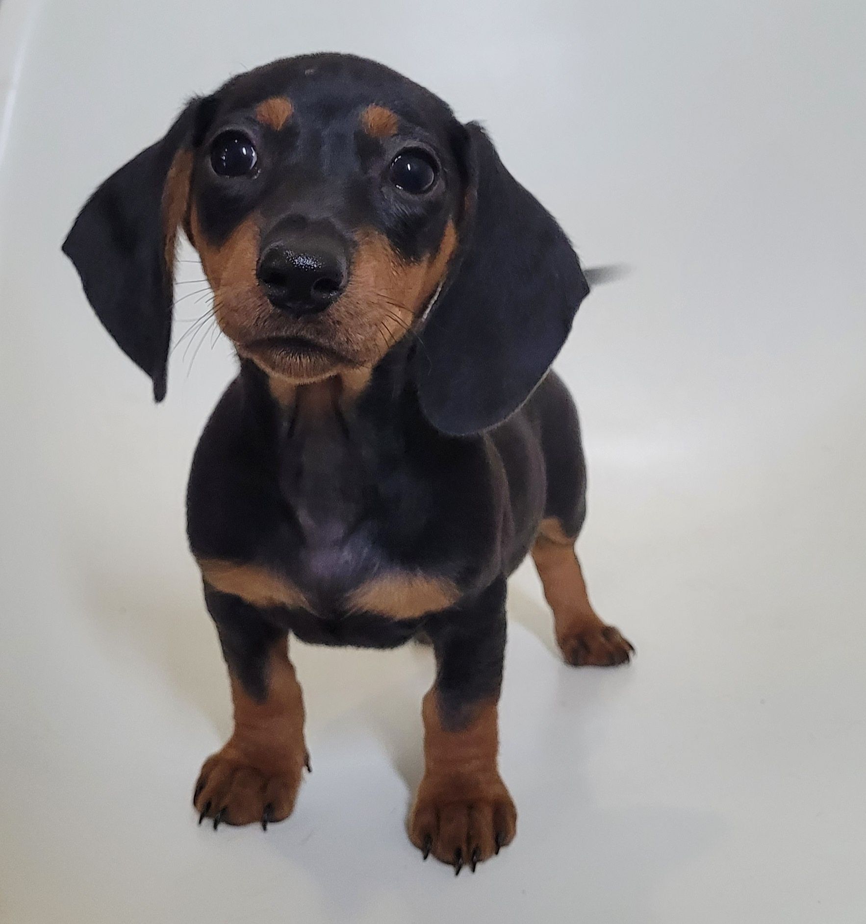 Cachorrinha teckel bebé