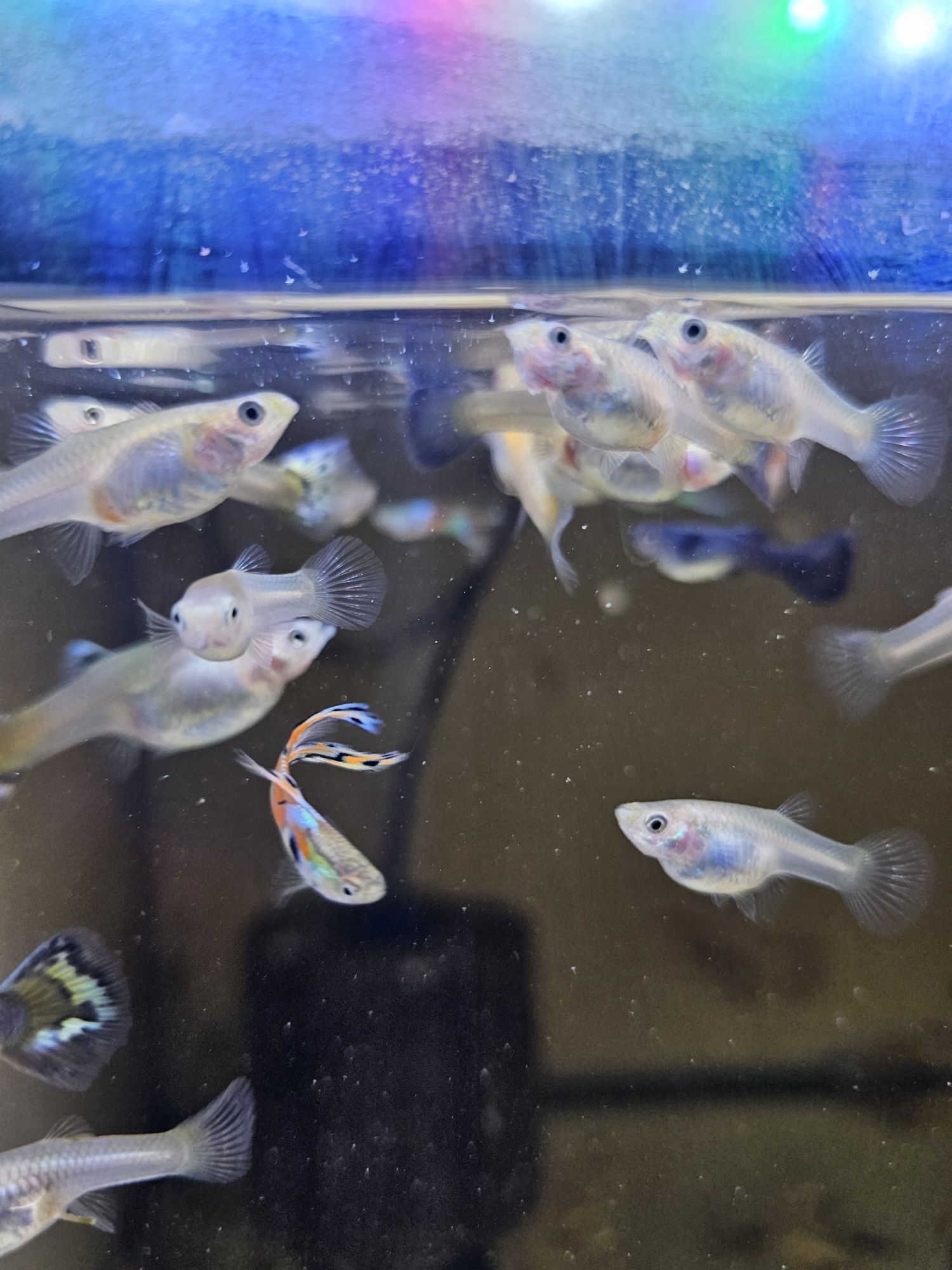 Guppys endler e variados