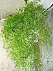Аспарагус Комнатное растение