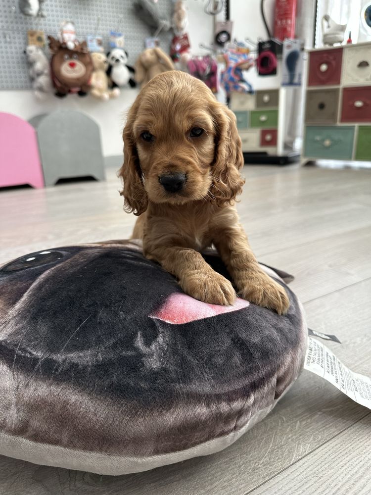 Cocker menino  lindo
