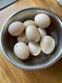 Продам яйця інкубаційні індокачок мускусних качок шипунів