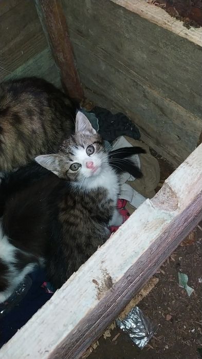 Oddam koty  za darmo