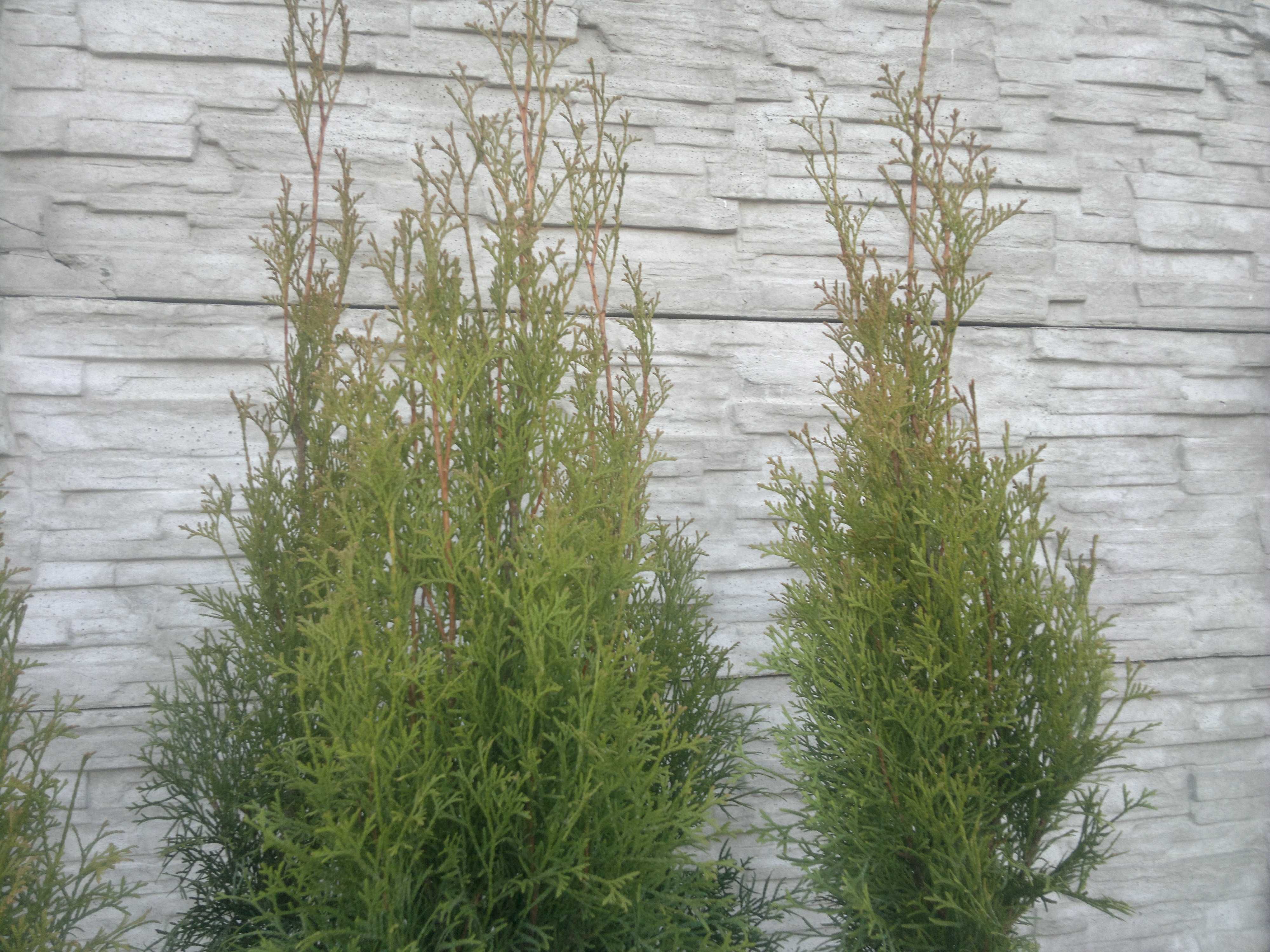 Thuja Szmaragd Smaragd doniczka  5 sztuk