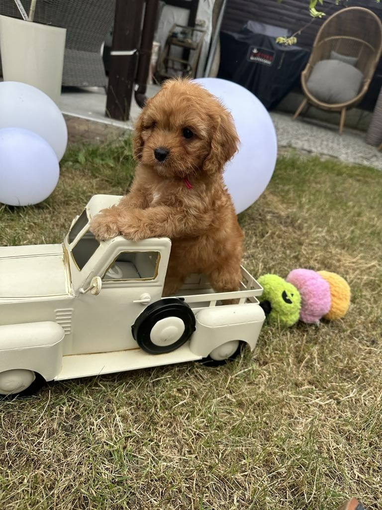 Przesliczna dziewczynka Cavapoo