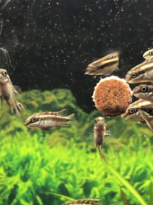 Barwniaki czerwonobrzuche duże