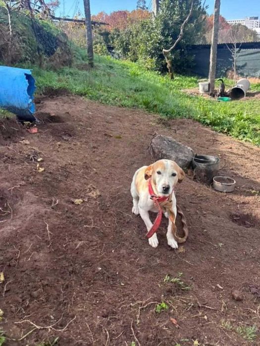 FAT/Adoção Urgente - Porto