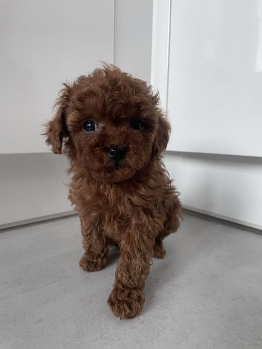 Suczka pudel TEACUP linia chińska BARDZO MALUTKA