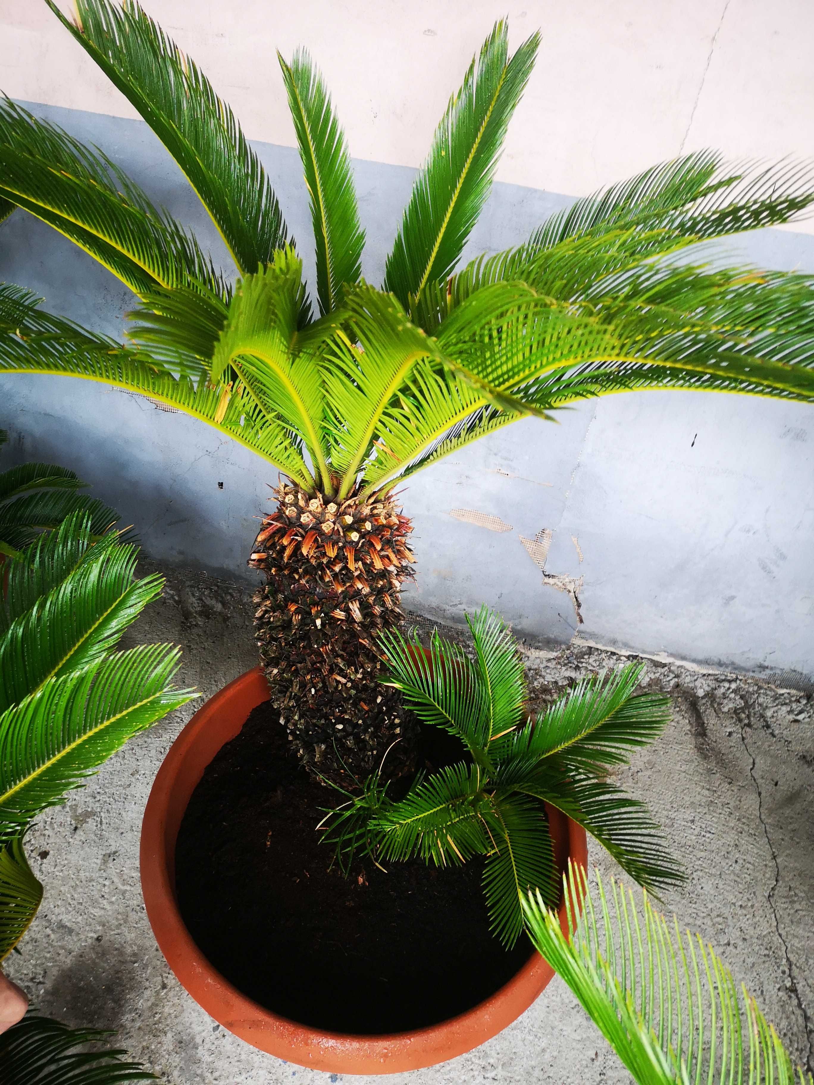 Cykas / Cycas Revoluta / Sagowiec / Pień 20-40cm