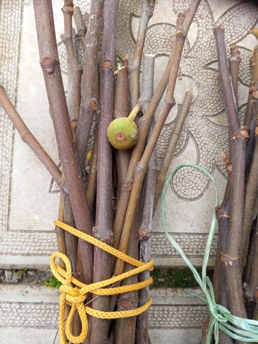 Черенки инжира несколько сортов