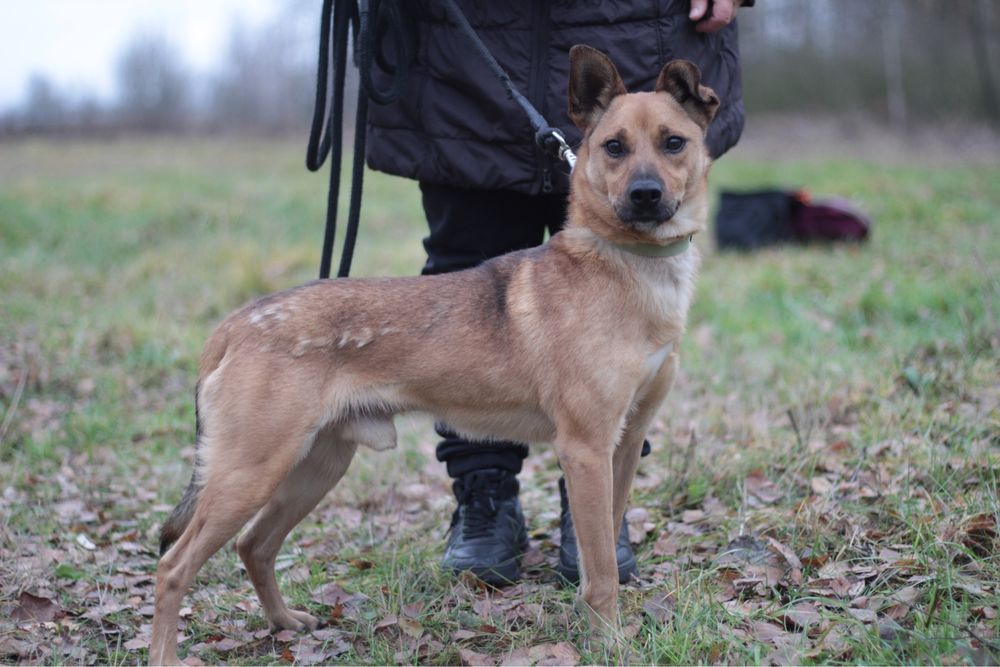 Uroczy, wesoły i przyjacielski psiak szuka domu