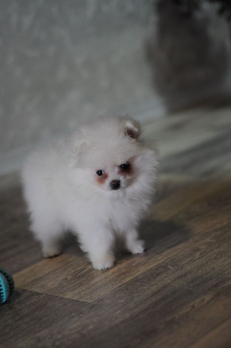 Белоснежная мини девочка померашечка