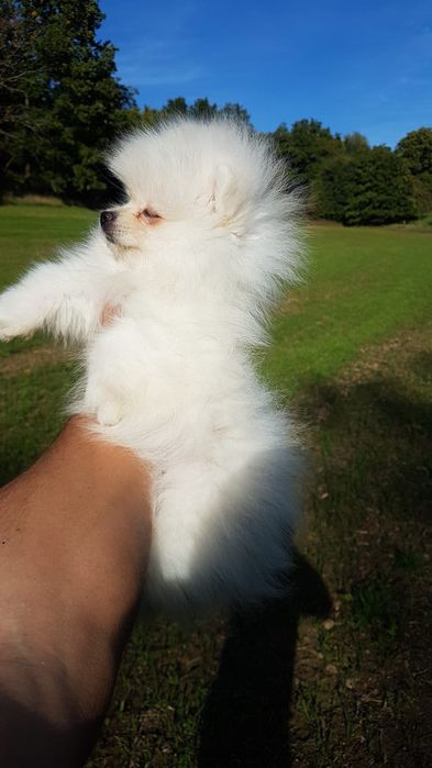 Spitz Anão (Lulu de pomerania] Fêmea Branca Miniatura