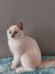 Kotka   Telma Ragdoll FPL/ FIFE