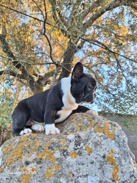 Bulldog Francês Fêmea