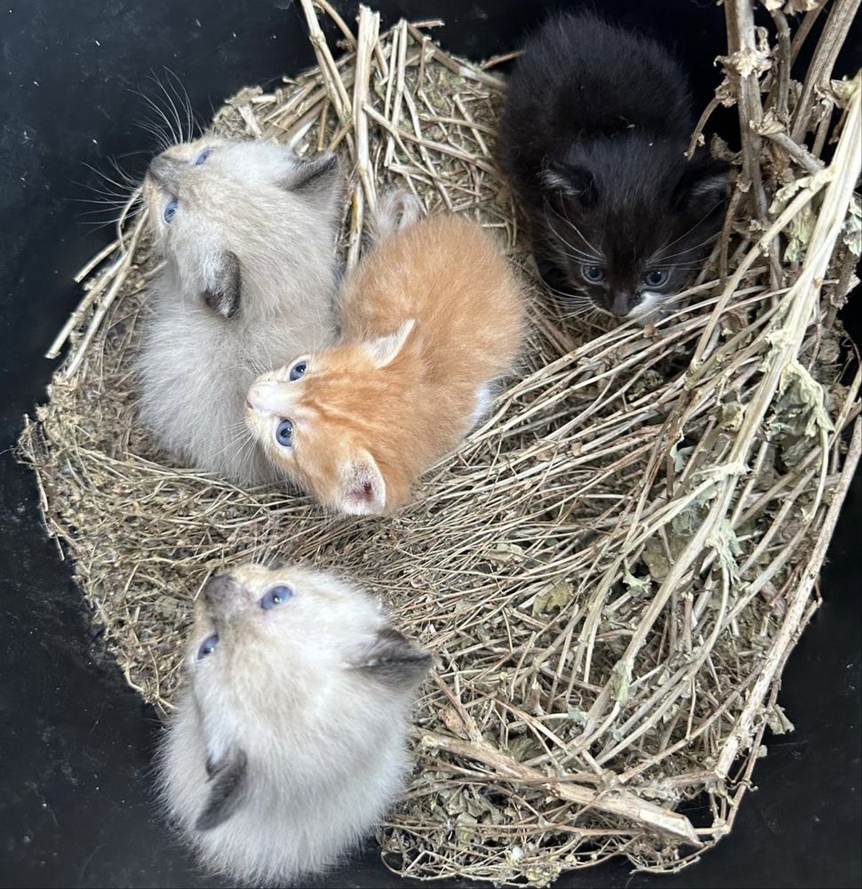 Gatinhos para adoçao
