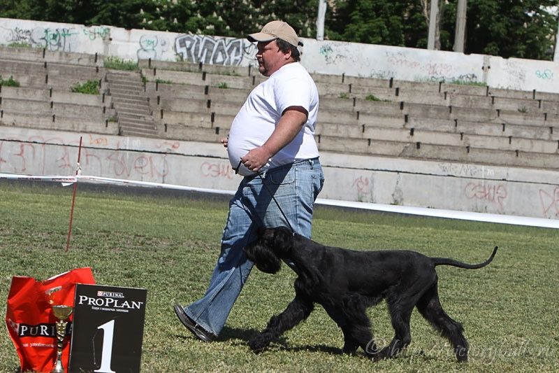 Стрижка собак и кошек