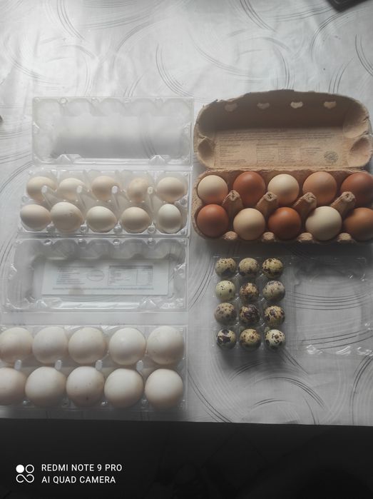 Jajka kurze, kacze,przepiórcze i rajskie