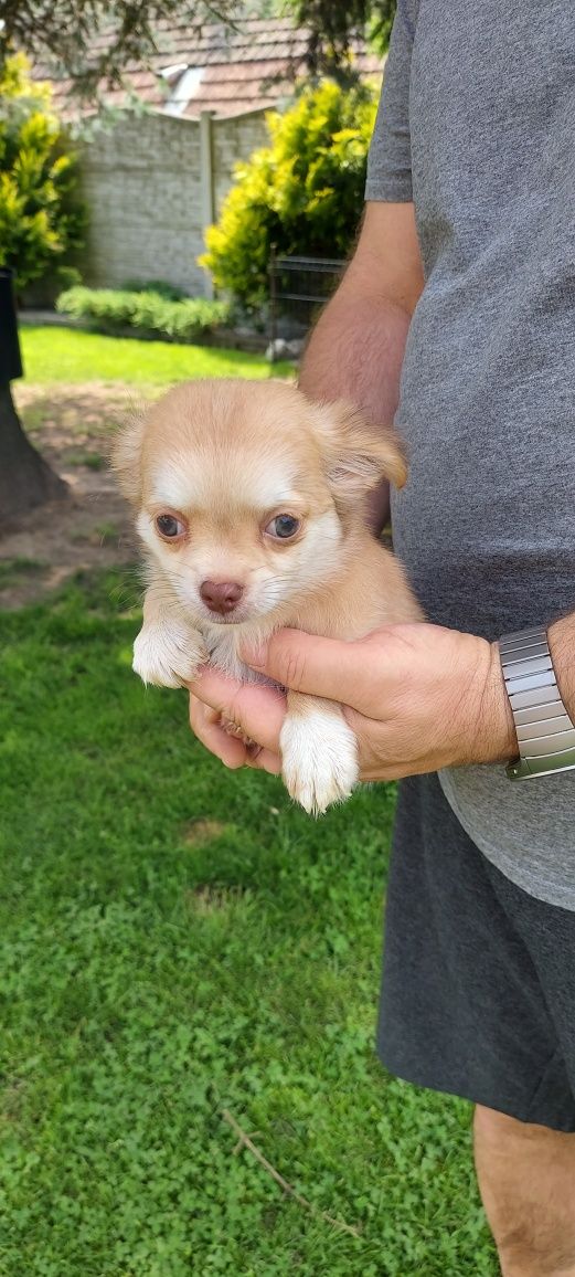 Chihuahua długowłosa szczeniak!