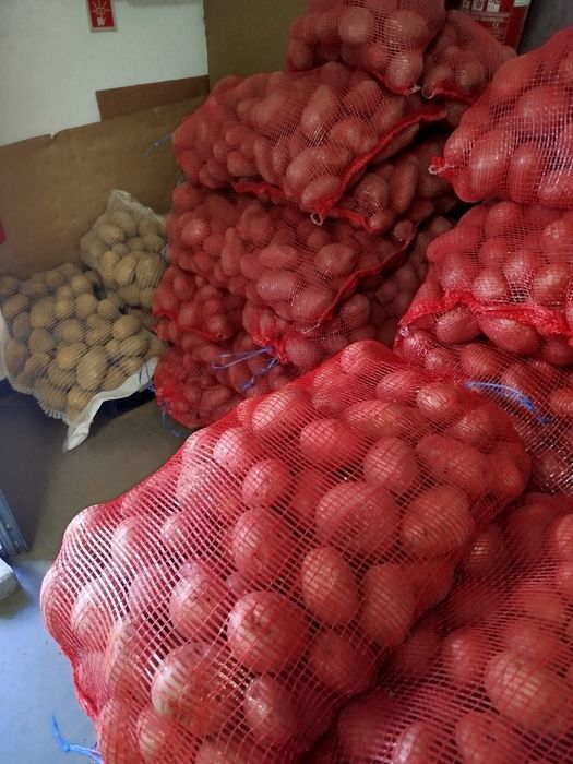 Batata nova,fritar (agria), cozer nacional