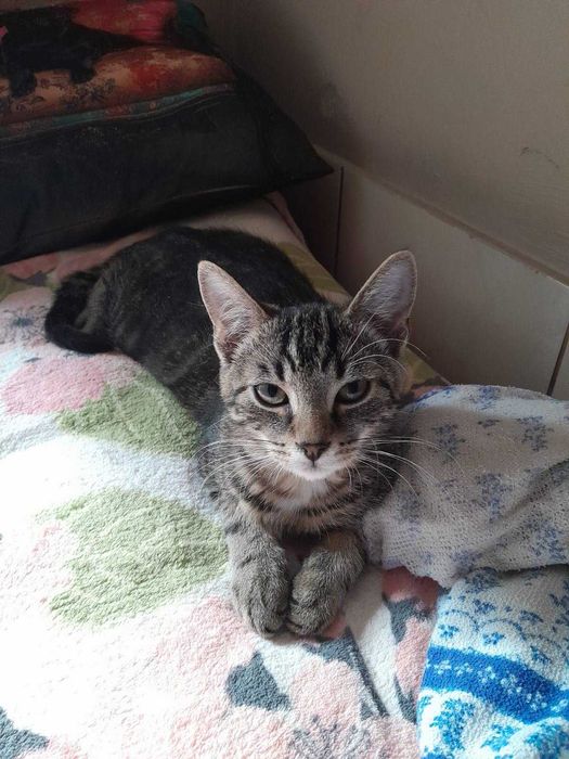 Kocurki 3,5 miesięczne  bardzo ze sobą zżyte,do adopcji razem.