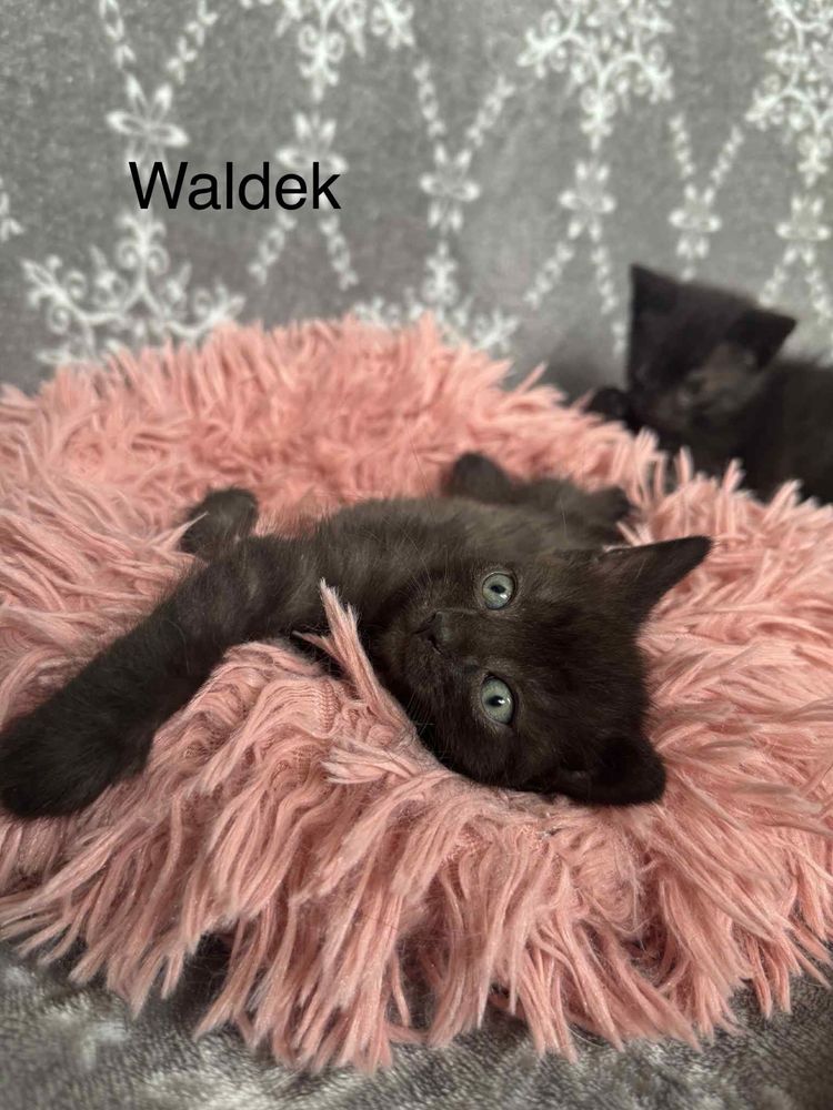 Ferdek i Waldek szukają domu