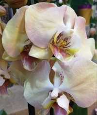 Орхидея фаленопсис Мандала