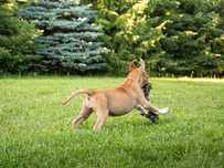 Przepiękne  Szczenię Ast Amstaff  American STAFFORDSHIRE