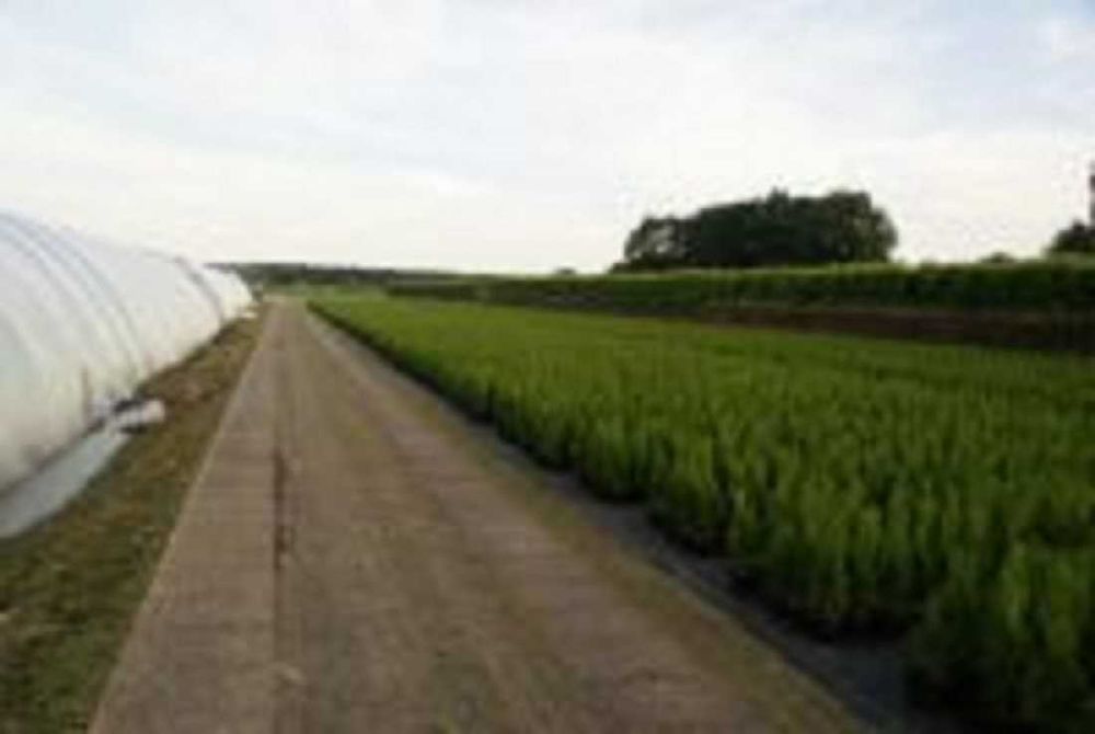 Tuje Szmaragd 1,2m 1,4m 1,5m 1,8m 2m 2,5m dostawa Gratis ! SADZIMY