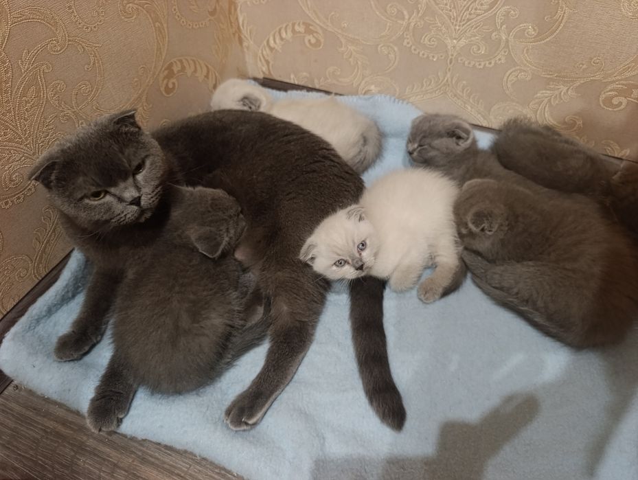 Продам пухнастих кошенят