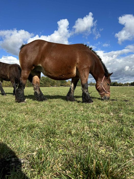 Klacz zimnokrwista Kalina
