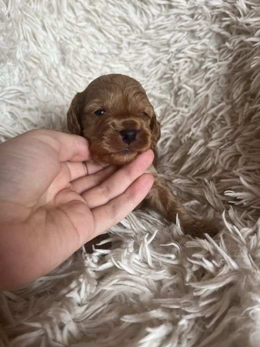 Piesek cockapoo mama cocker spaniel tata pudel toy badania genetyczne