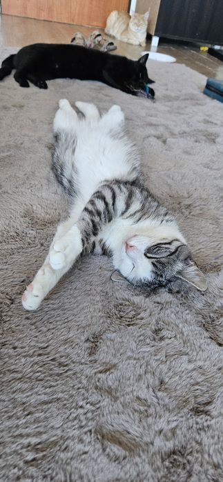 Chętnie wbijemy się do Ciebie na chatę, felv +