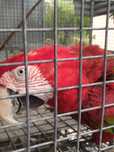 Arara cloptera macho