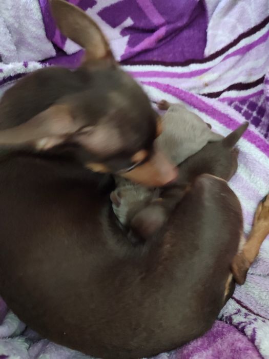 Вязка русский той терьер